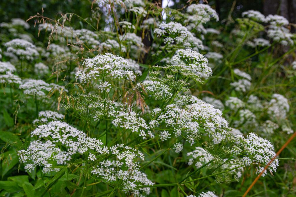 Anise herb plant with white flowers