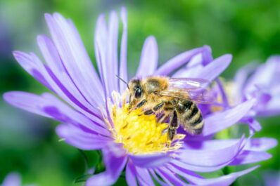 Perennials for bees: bee friendly perennials for the garden