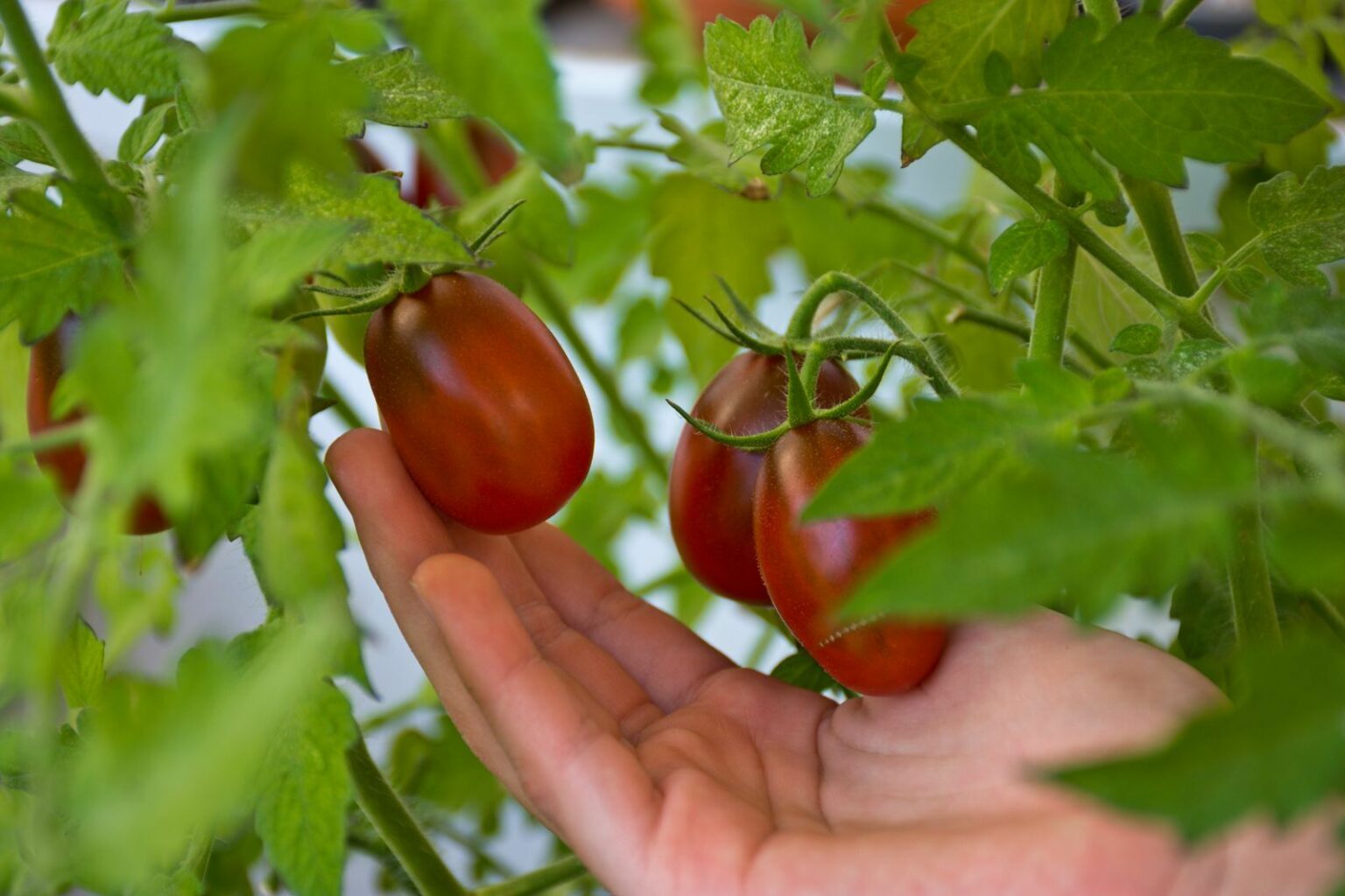 Black Plum tomatoes growing, harvesting & more Plantura