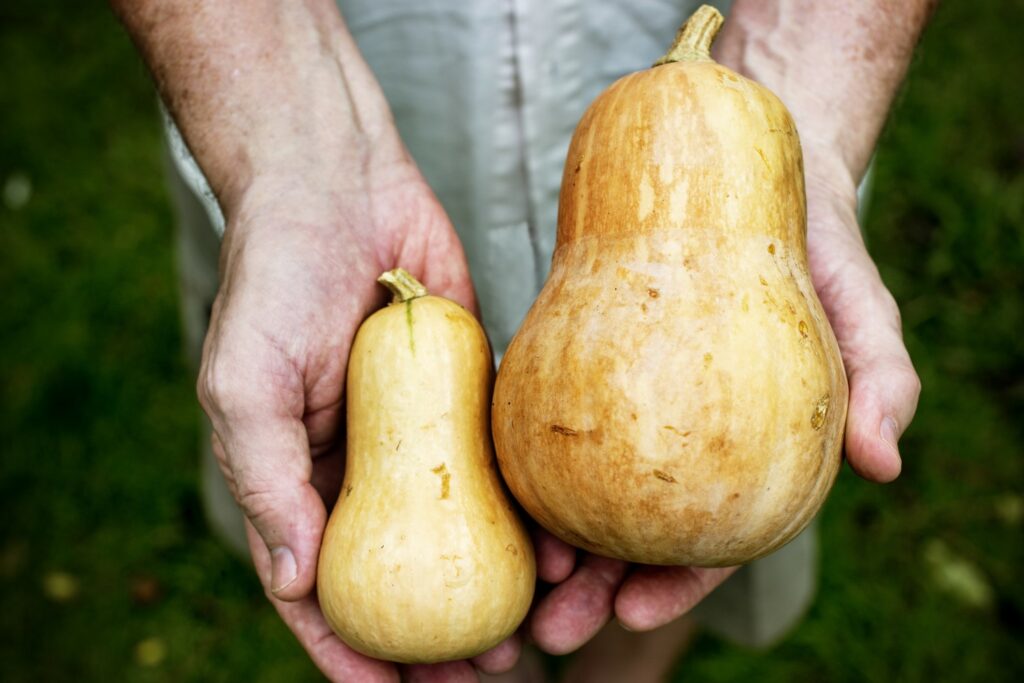 Small and large types of butternut squash