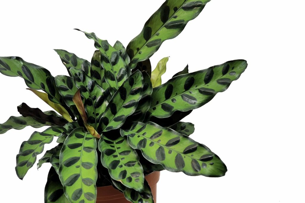 calathea lancifolia plant’s light and dark green foliage pattern