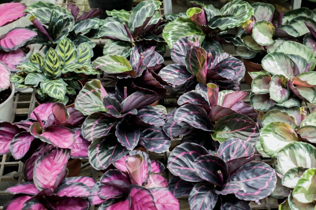 many different prayer plant types and colours