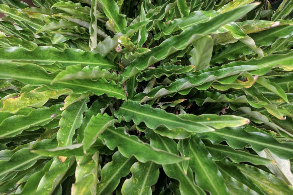 calathea rufibarba wavy green leaves