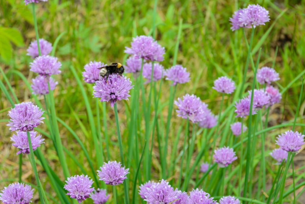 Bee feeding on purple chive blossoms
