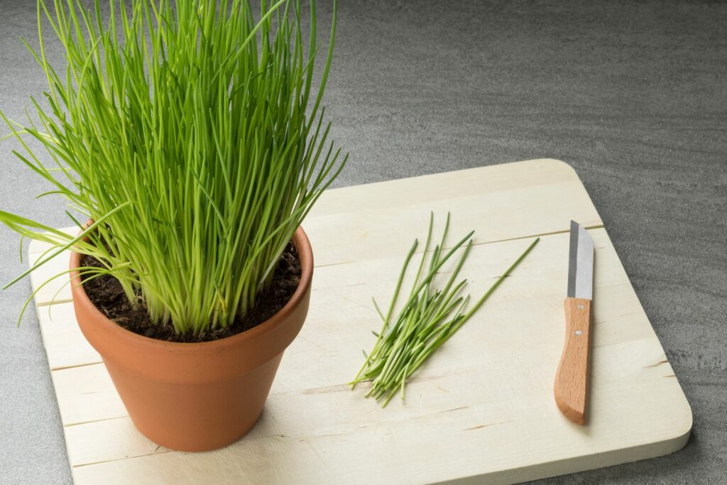 Potted chives on chopping board