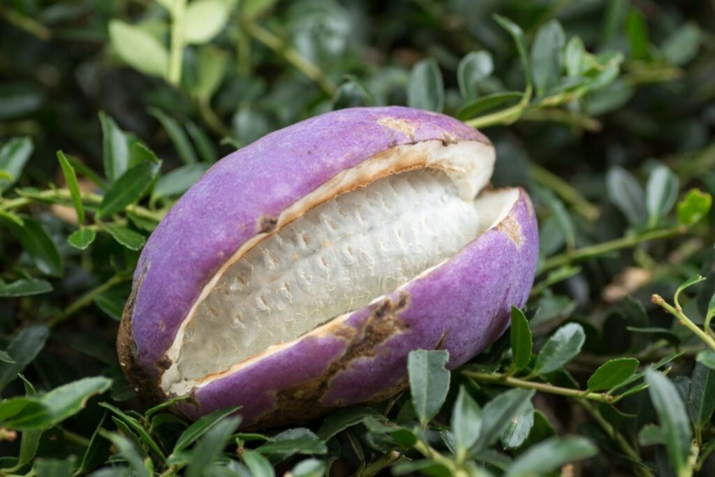Akebia plant fruit with purple skin and white flesh