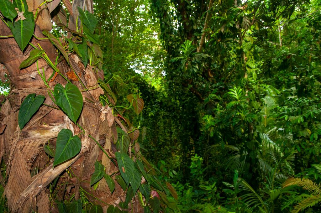 Philodendron scandens climbing tree in native forest