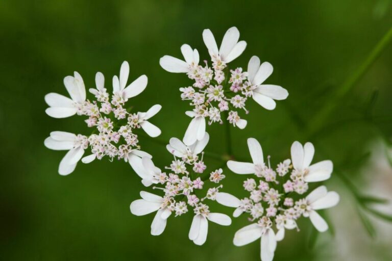 Coriander varieties, taste & use Plantura