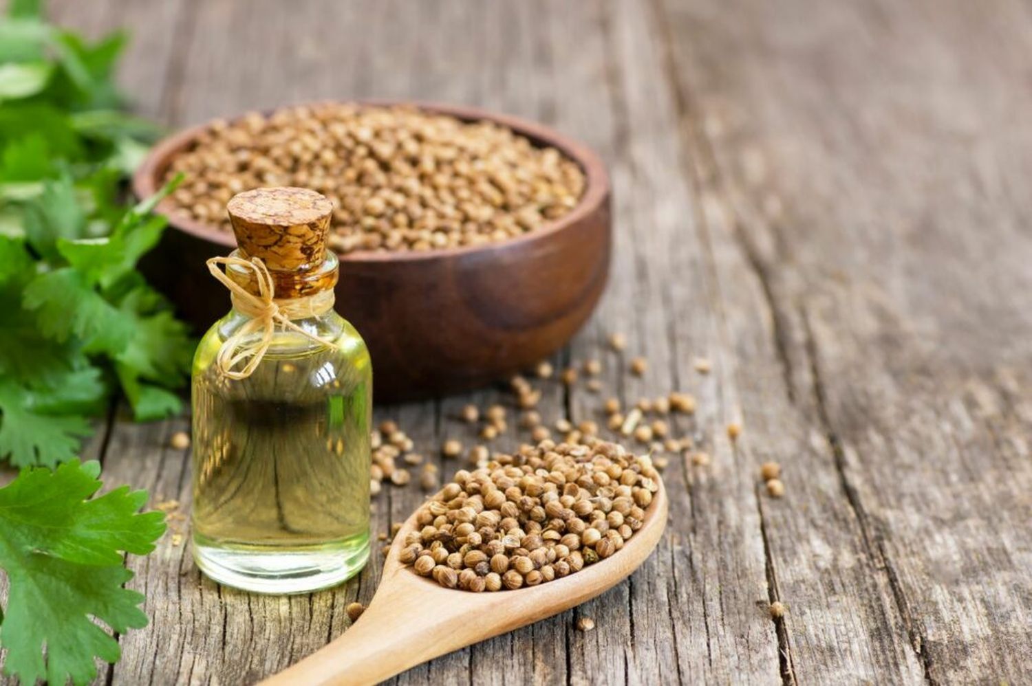 Coriander varieties, taste & use Plantura