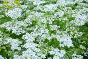 Coriander