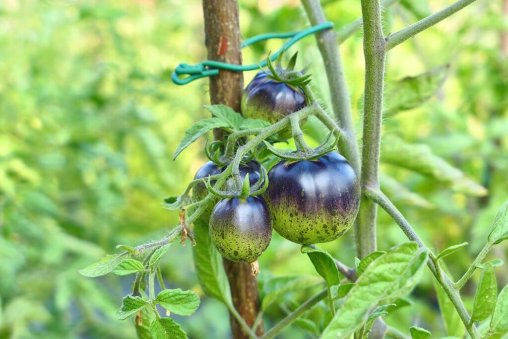 Staked Dark Galaxy tomatoes