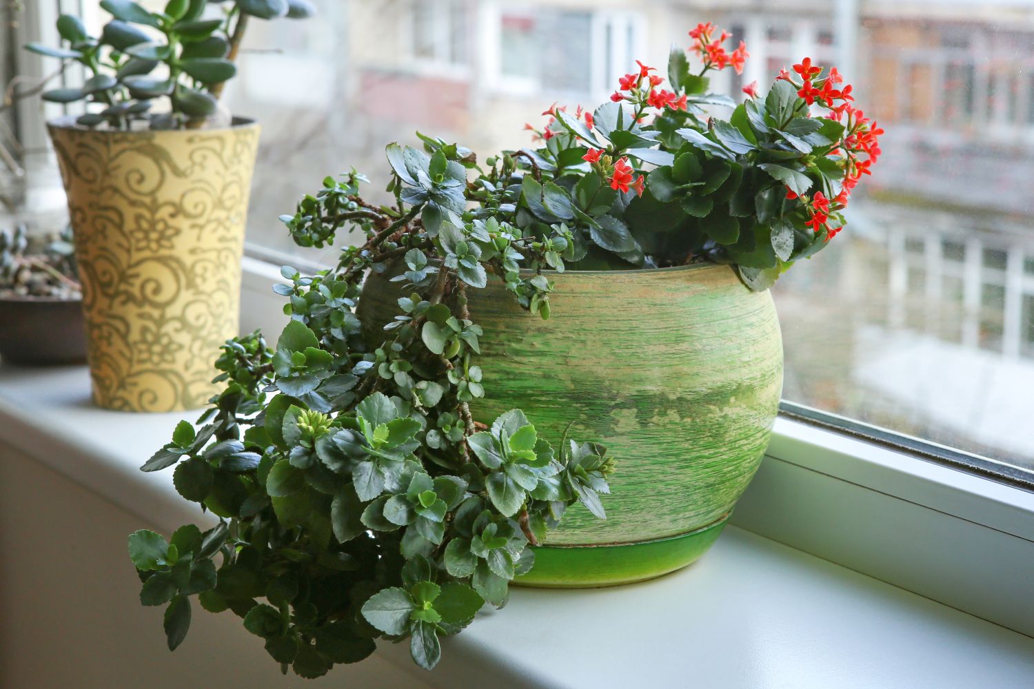 Flaming Katy growing, pruning & propagating Plantura