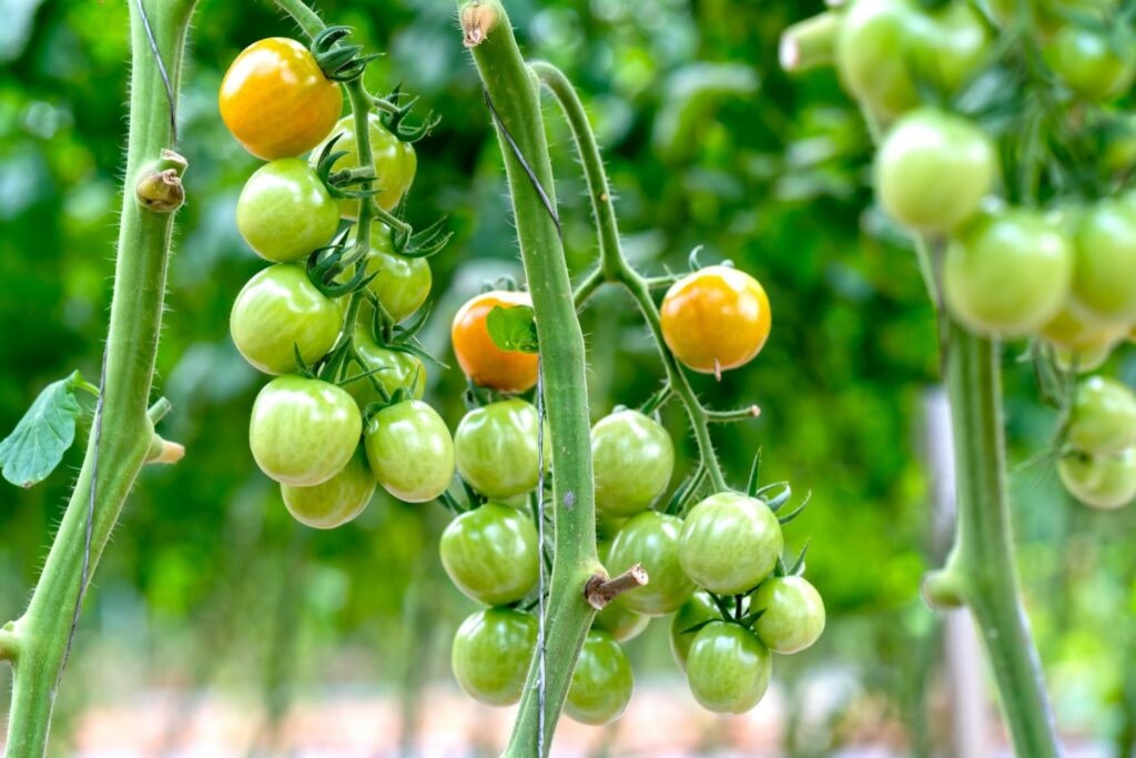 Ripe green grape tomatoes