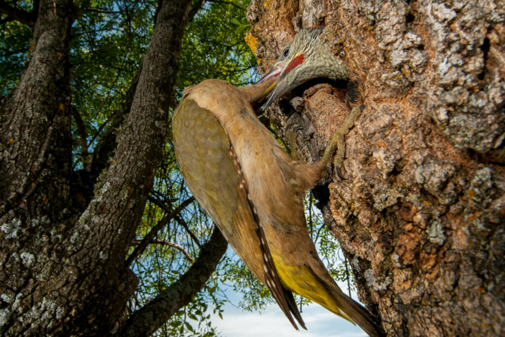 Green woodpecker chick being fed