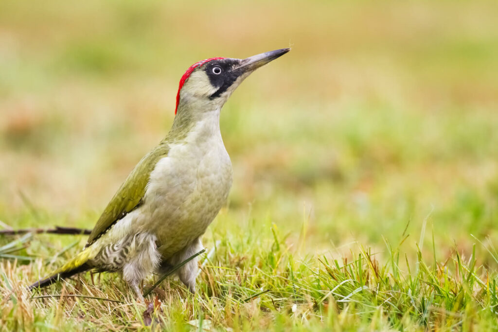 Green woodpecker on the ground