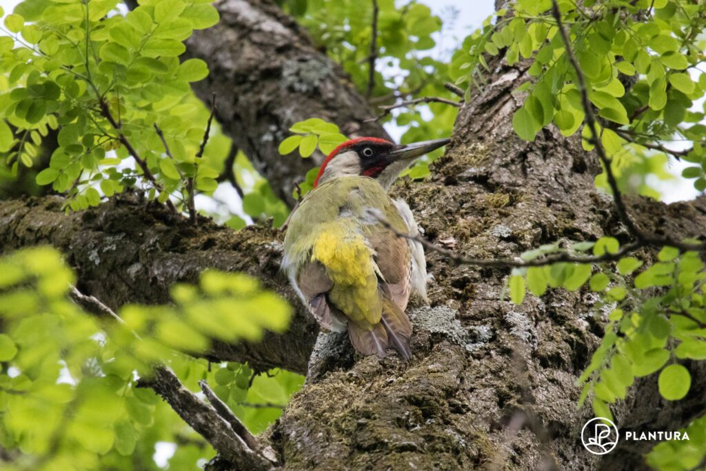 Green woodpecker sitting on tree