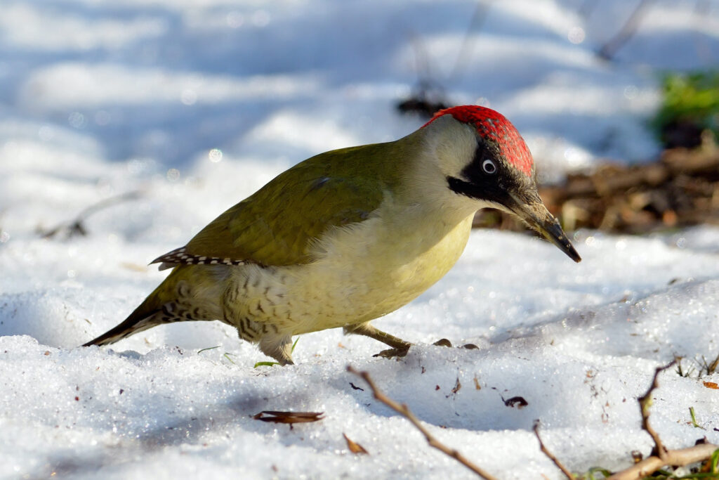 Green woodpecker foraging in winter