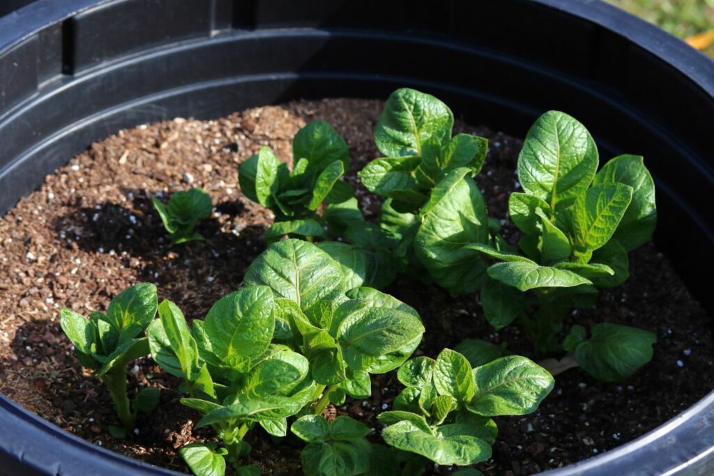 Cultivating potatoes in a black container