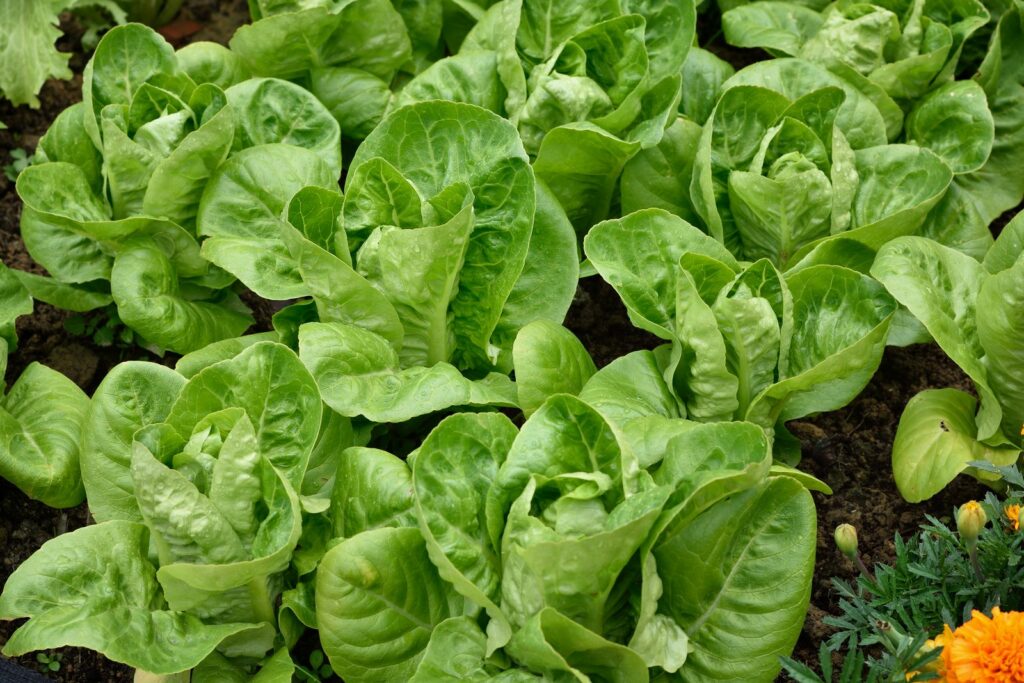 Romaine lettuces growing in veg patch