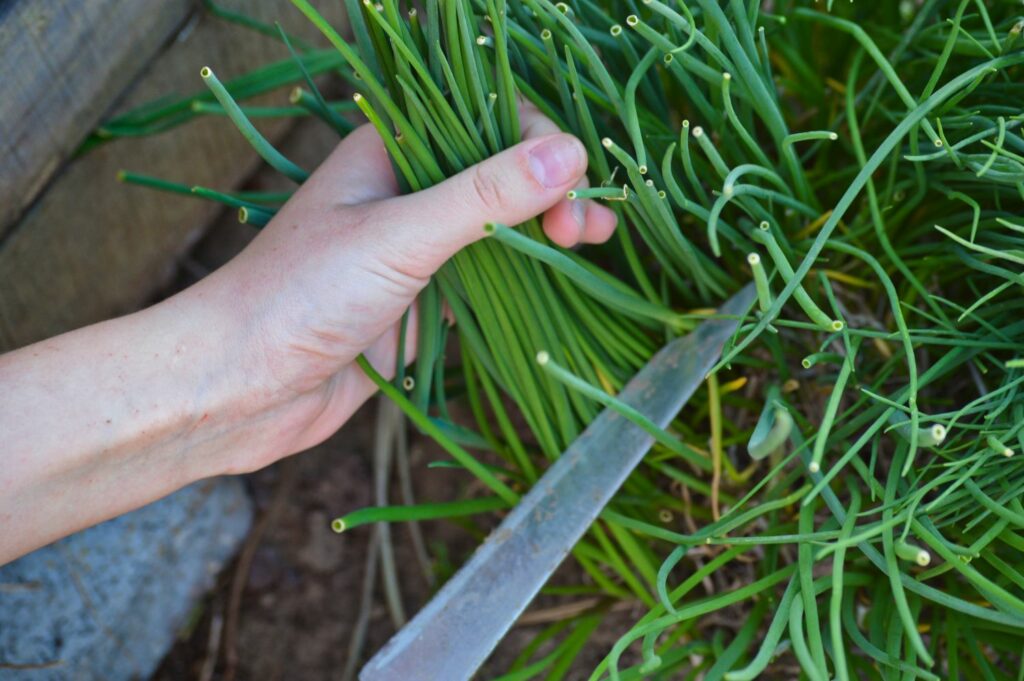Using knife to harvest chives