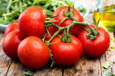 Harzfeuer tomato: growing, plant care & more