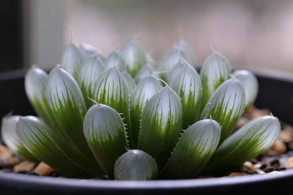 Haworthia cooperi with partially translucent leaves