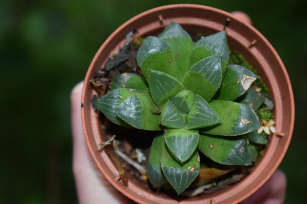 Haworthia retusa with triangular leaf ends