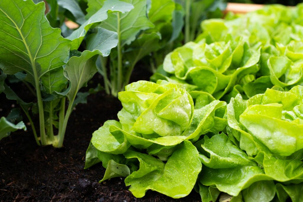 Lettuce growing next to lettuce plants