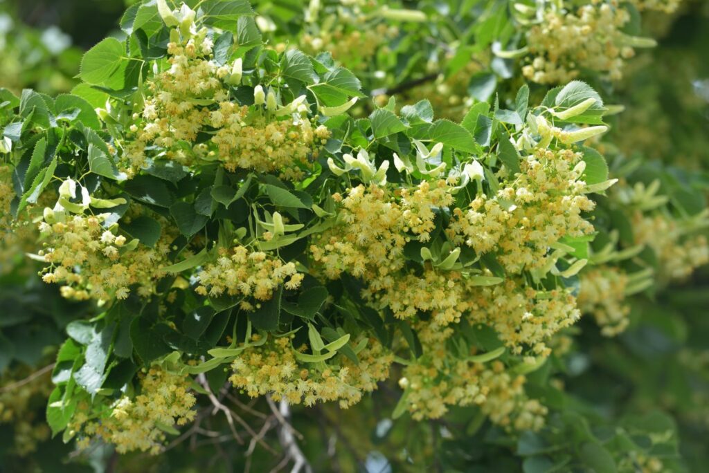 Many creamy yellow flowers on a linden tree