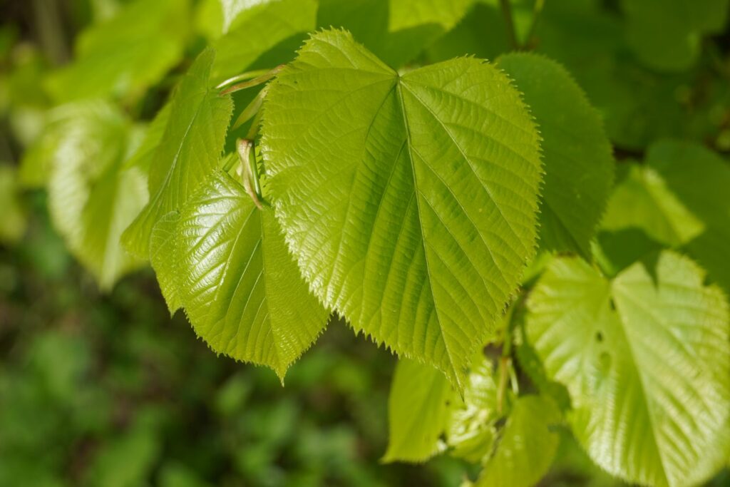 Green heart-shaped linden leaves
