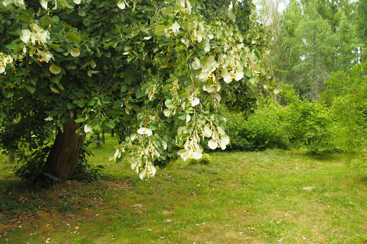 Little-Leaf Linden, Plant Profile