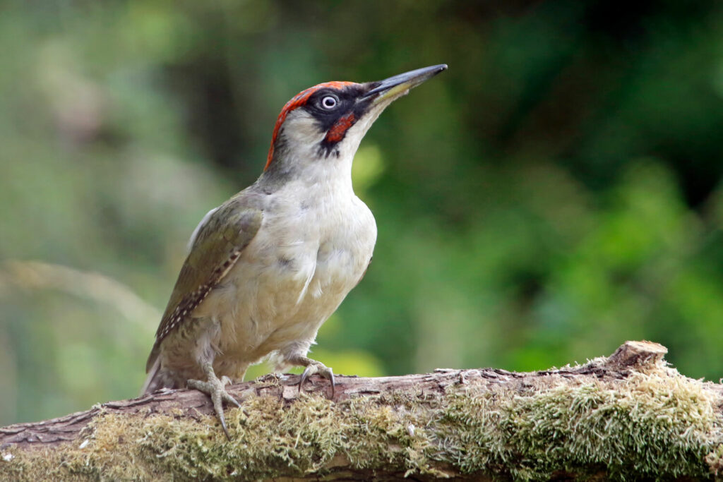 Green woodpecker male on branch