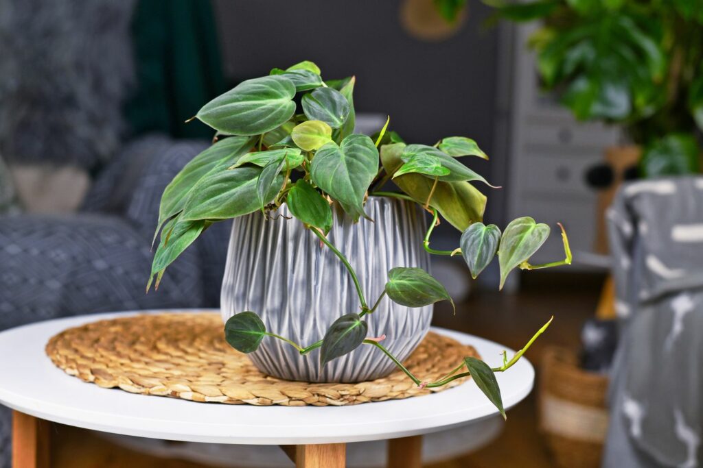 Potted heart leaf philodendron