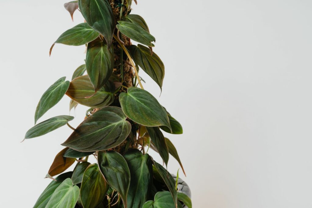 Philodendron scandens climbing aid