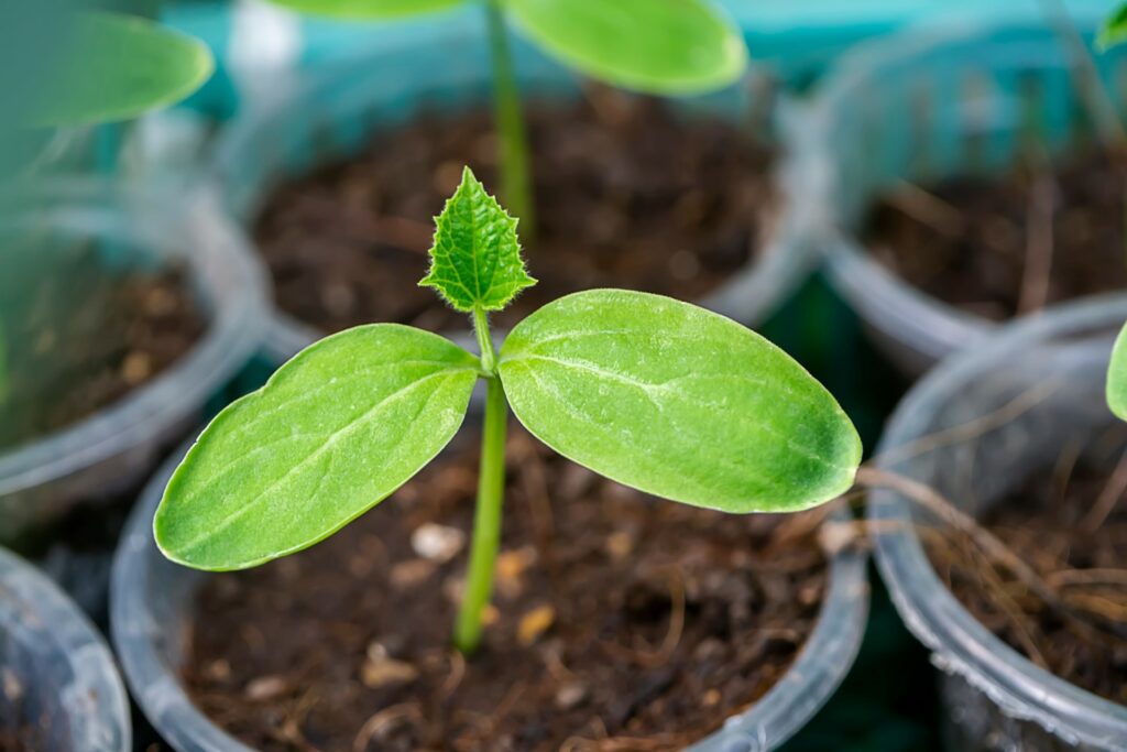Butternut squash seedling with two baby leaves and one true leaf