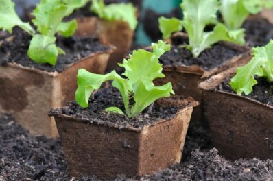Growing lettuce: how, when & where to plant lettuce