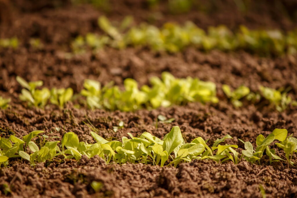 Lettuce seedlings sown in rows