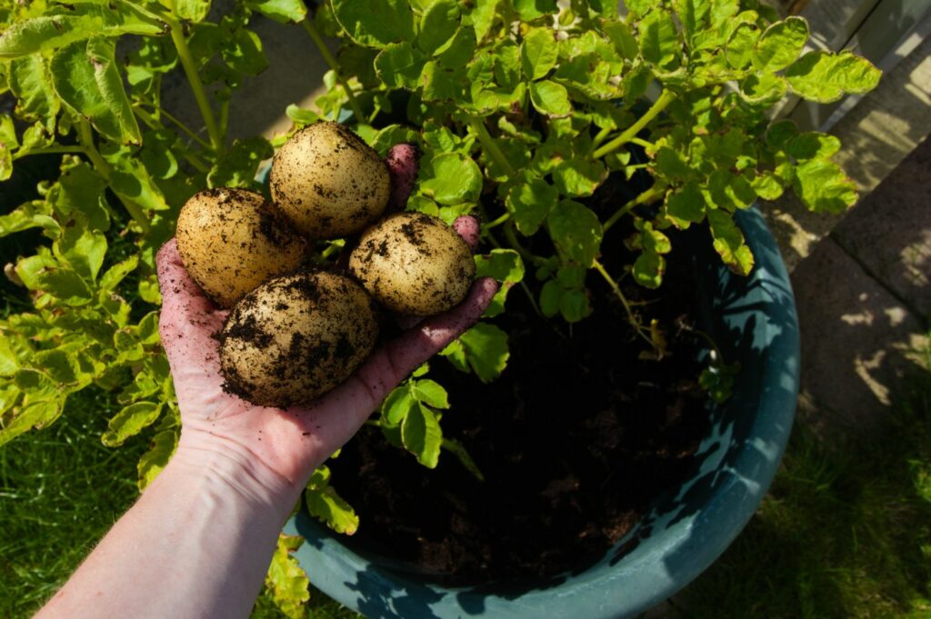 Harvesting potatoes from large pot