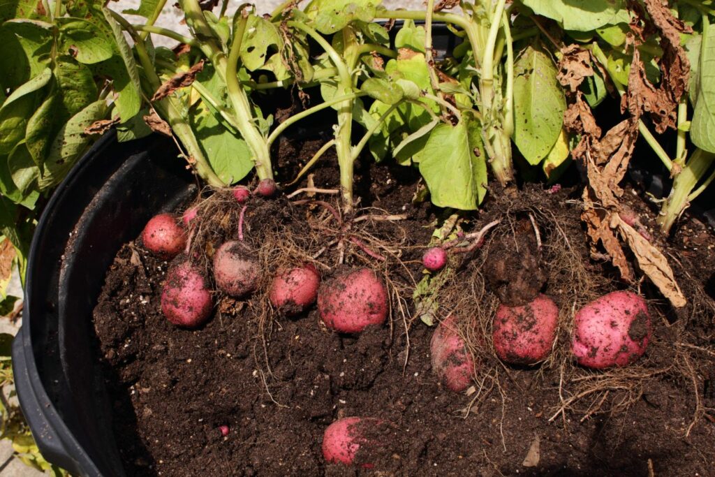 Red potatoes grown in container, ready to harvest