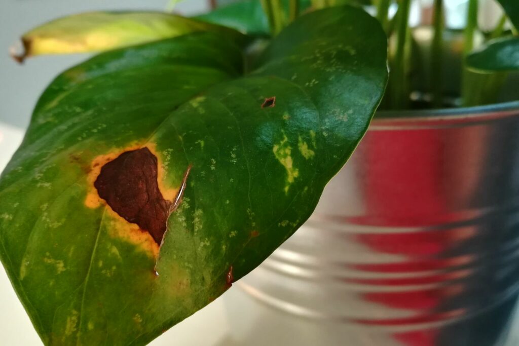 Brown spot on devil’s ivy leaf