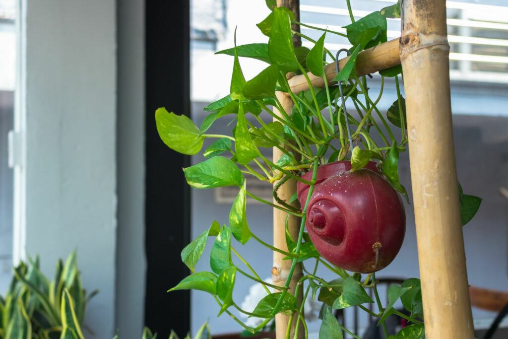 Devil’s ivy plant in hanging pot