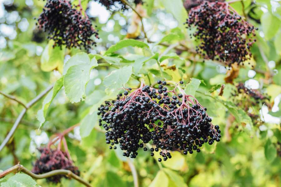 Black elderberry fruits ready to harvest