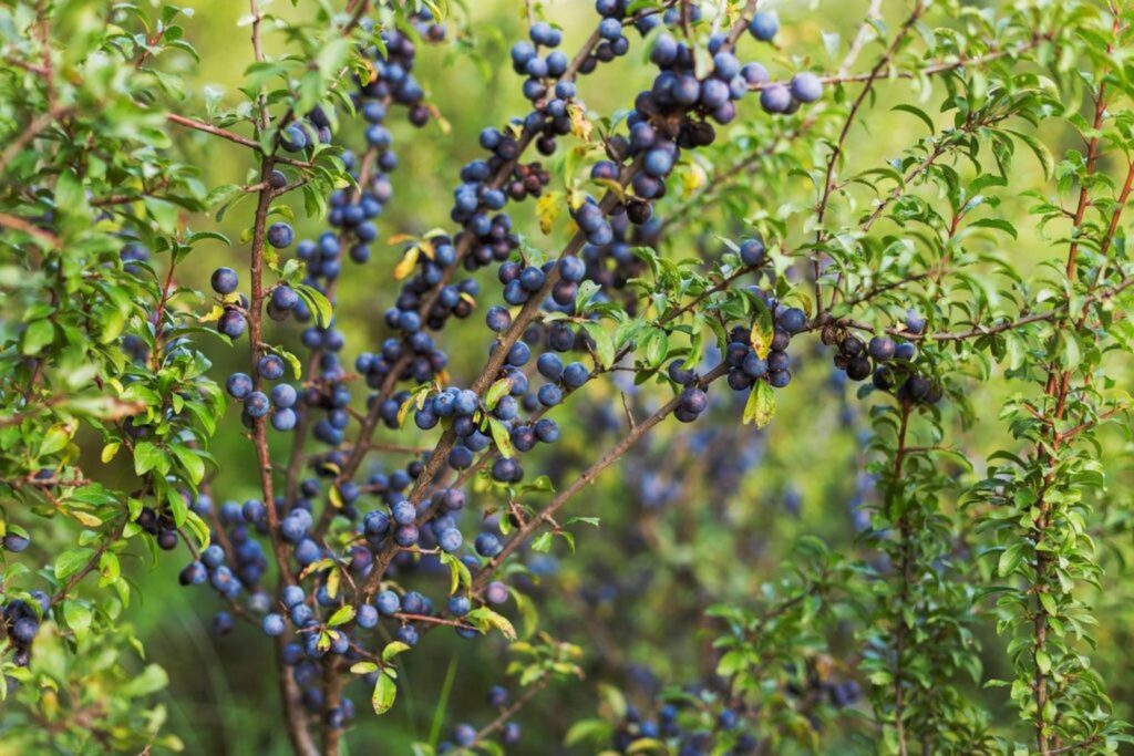 Sloe bush full of berries