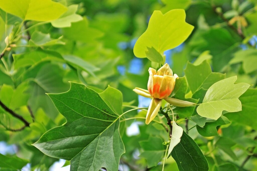 Flowers and leaves of the tulip tree