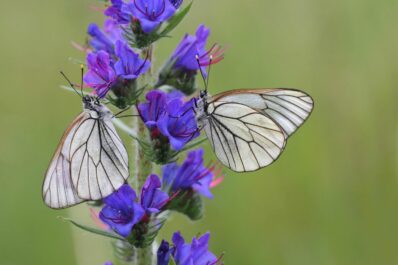 Viper’s bugloss: the butterfly magnet