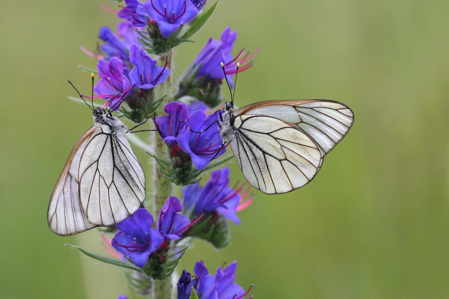 https://plantura.garden/uk/wp-content/uploads/sites/2/2021/08/vipers-bugloss-butterfly-magnet.jpg