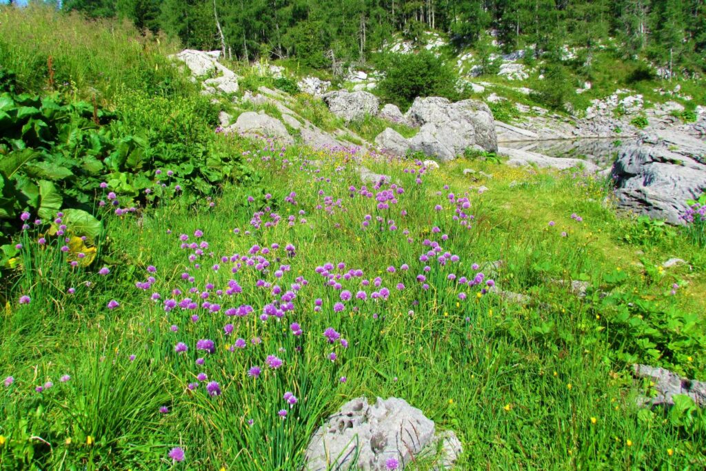 Chives growing in wild rocky and forest covered area