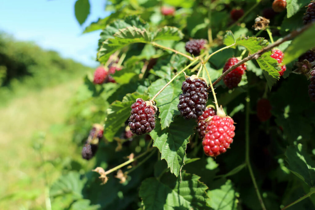 Ripening berries on a boysenberry