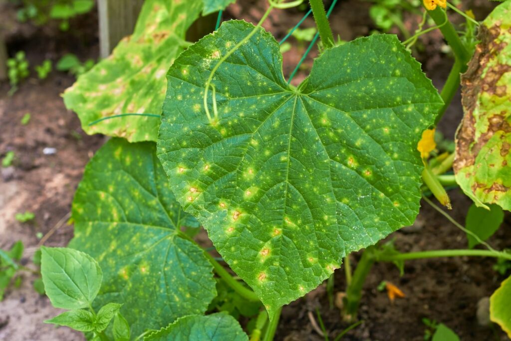 Cucumber leaf with brown spots