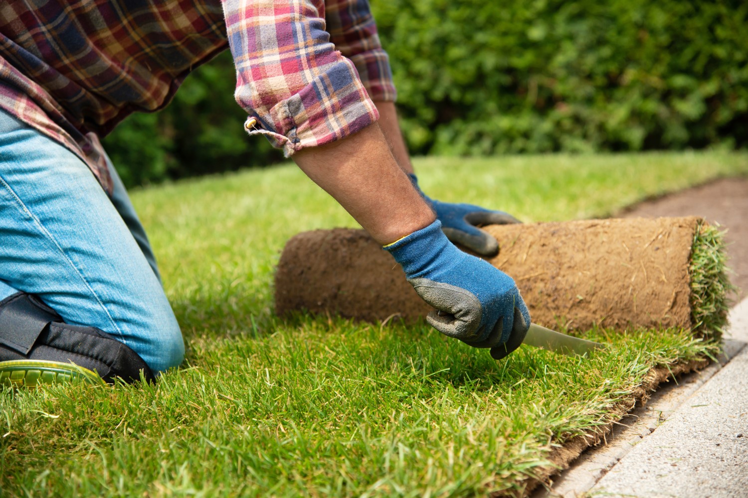 Turf: installation & maintenance tips - Plantura